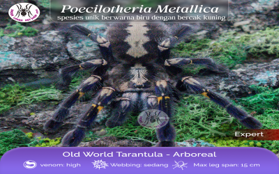 poecilotheria metallica female 12-13 cm tarantula